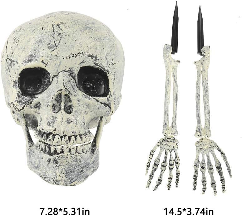 Halloween decorative skulls